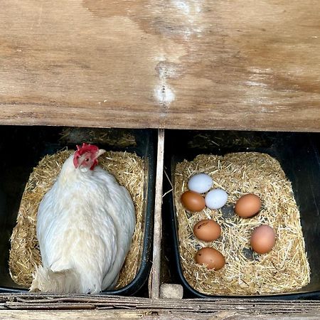 Charming Hen Cottage Countryside Retreat Lincoln Newball Exteriér fotografie