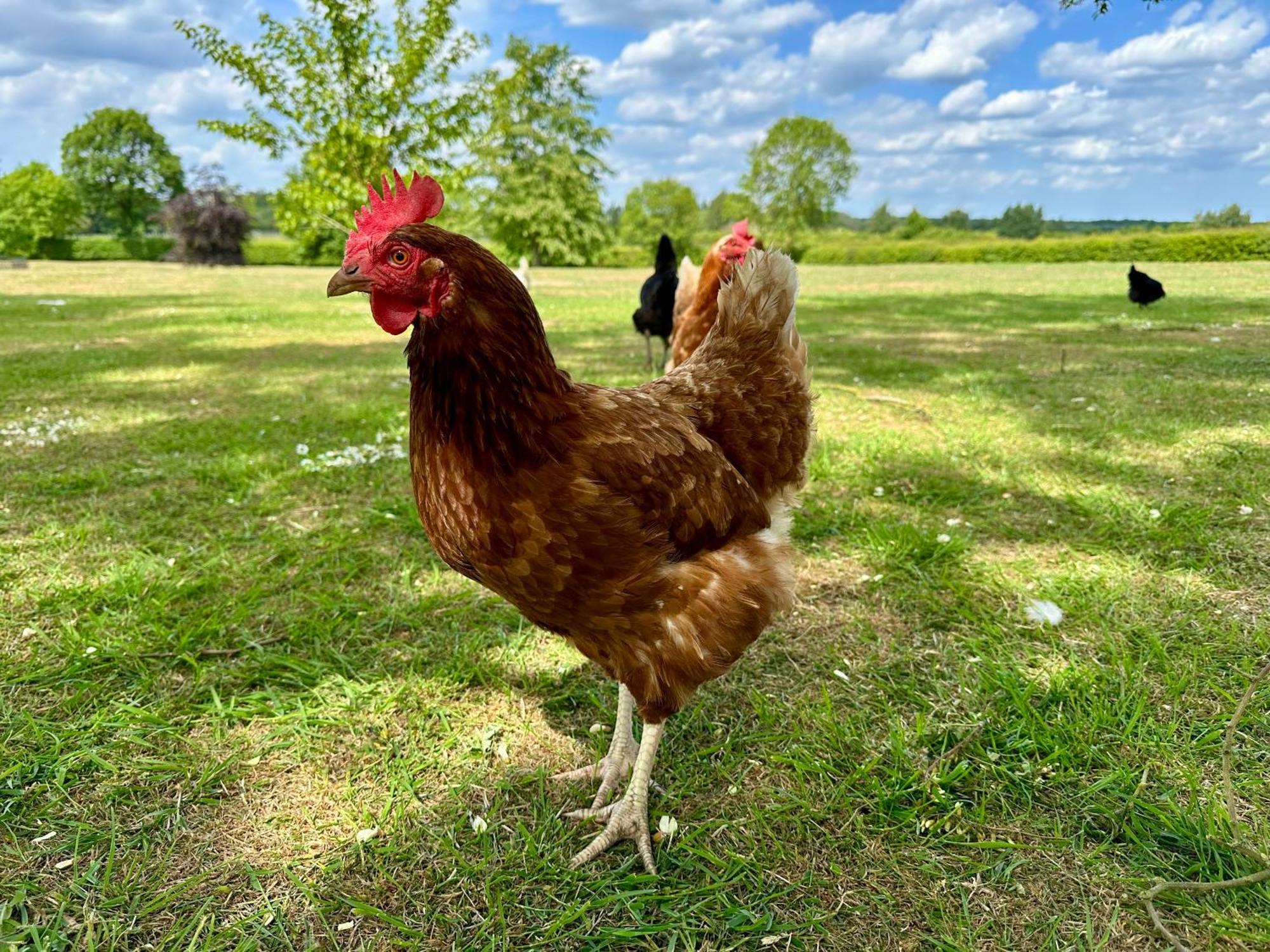 Charming Hen Cottage Countryside Retreat Lincoln Newball Exteriér fotografie